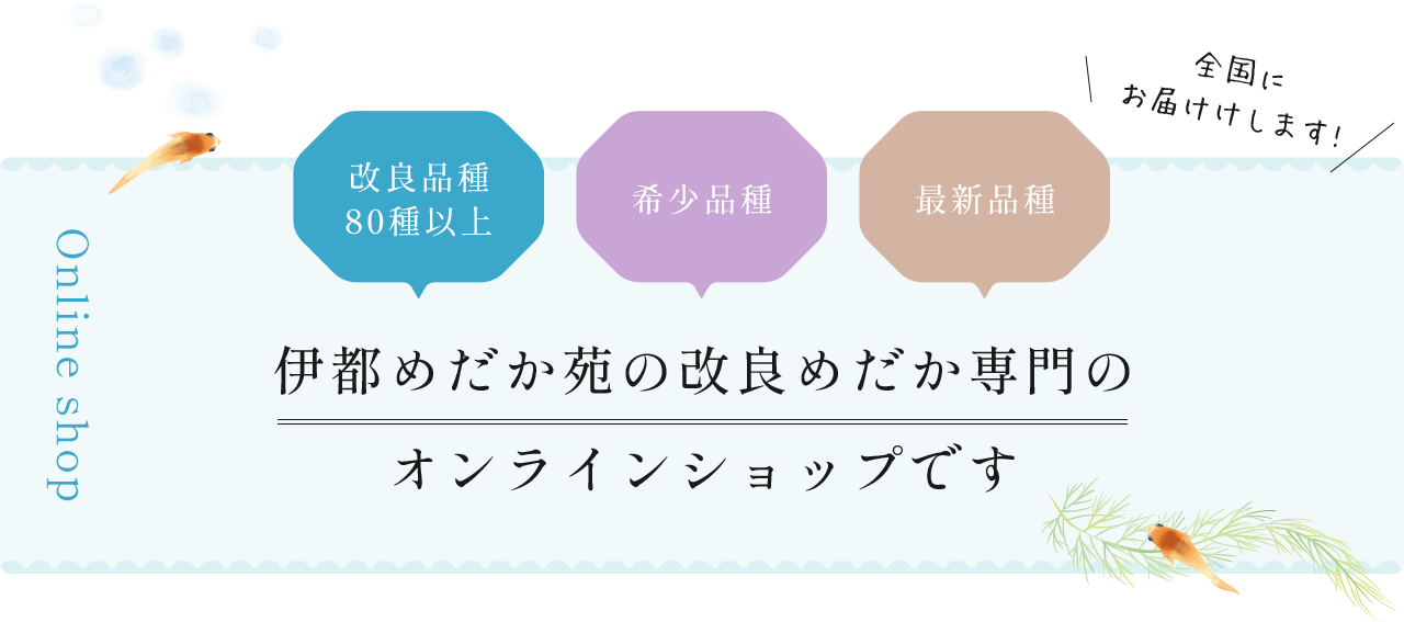 伊都めだか苑の改良めだか専門の オンラインショップです