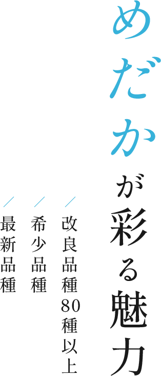 めだかが彩る魅力